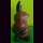 Hase 5" hockend Chancha-Holz mit links gedrehtem Kopf